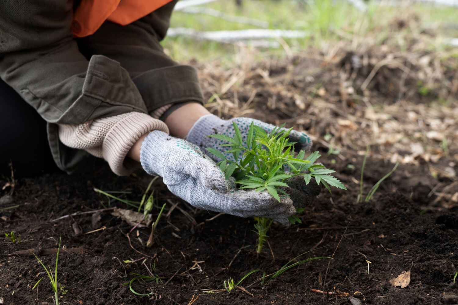 Best Tree Pruning Services  in Cedar Hill, TX